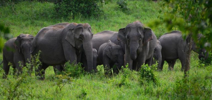 Дикие слоны затоптали насмерть двух грибников в Таиланде
