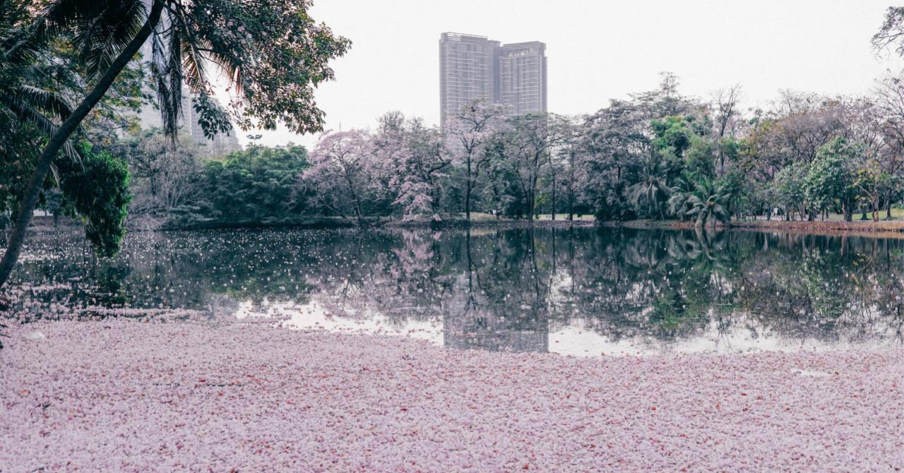 Бангкок в розовом цвету – в столице Таиланда зацвела Табебуйя розовая (ВИДЕО)