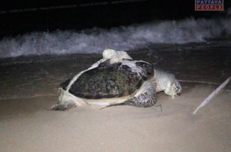 К берегу Паттайи прибило останки гигантской черепахи