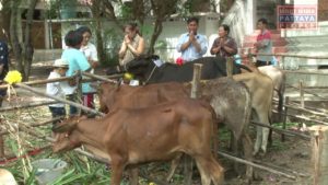 Освобождение животных в Паттайе