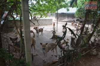 Центр для бездомных собак в Паттайе (4)