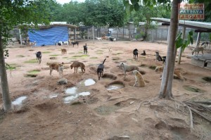 Центр для бездомных собак в Паттайе (4)