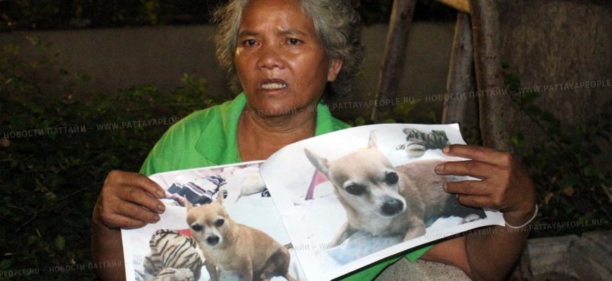 В Паттайе пропала собака. Нашедшему - вознаграждение! (2)