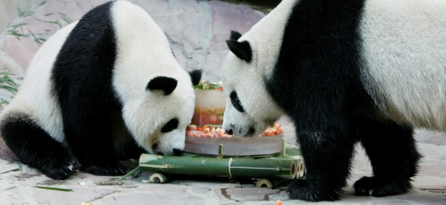Панда из Китая в зоопарке Чиангмая готовится к родам