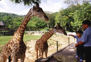 Открытый зоопарк Кхао Кхео, Таиланд