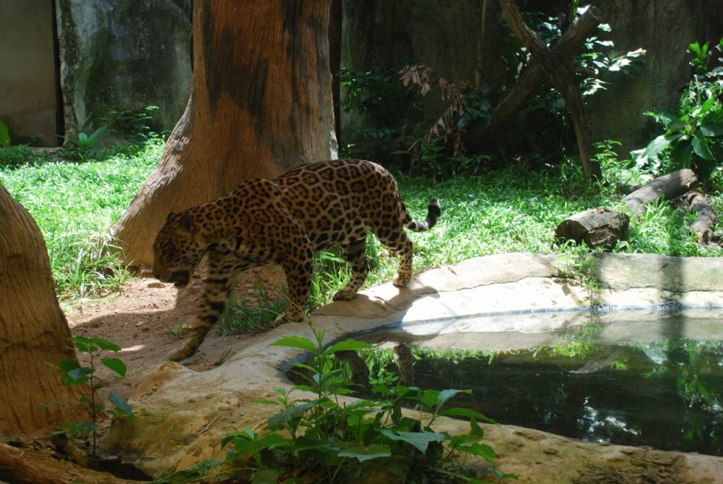 Открытый зоопарк Кхао Кхео, Таиланд