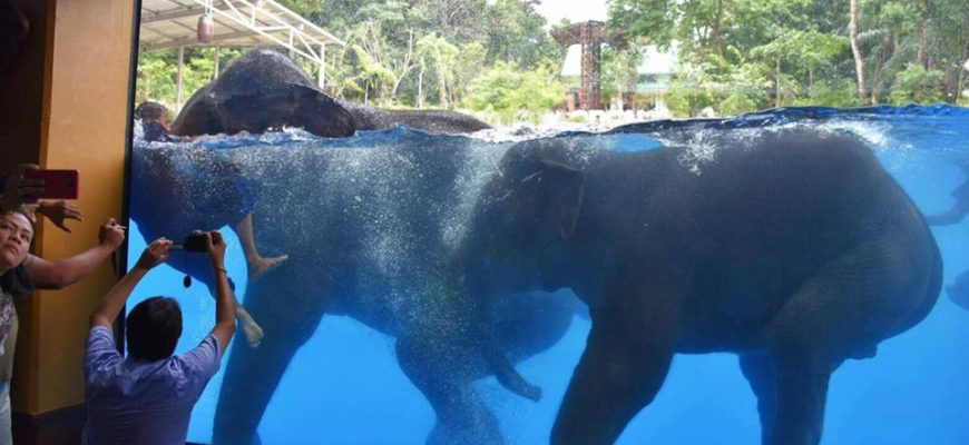 Подводное шоу слонов в зоопарке Кхао Кхео