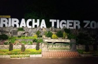 В тигровом зоопарке пропала туристка из Китая