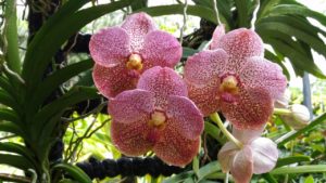 Сингапур парк орхидей