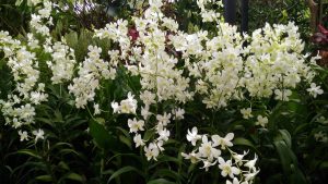 Сингапур парк орхидей