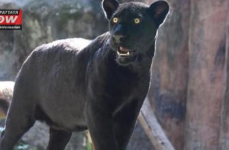 В зоопарке Кхао Кхео появился черный ягуар
