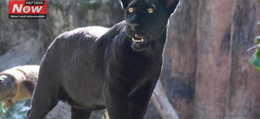 В зоопарке Кхао Кхео появился черный ягуар
