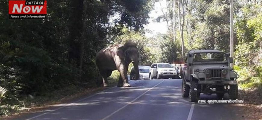 Бешеный слон в парке Кхао Яй