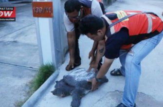 Черепаха пришла за помощью к людям в Таиланде