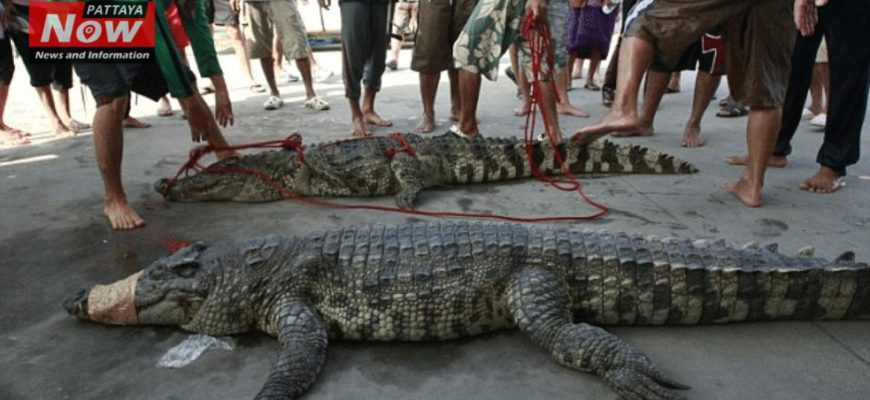 Из-за наводнения в Таиланде из зоопарка сбежали крокодилы