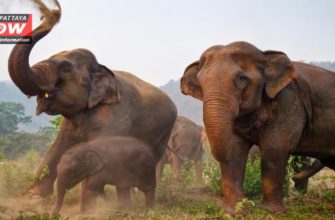 Слоны вышли на массовый протест в Таиланде