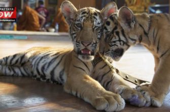 Тигриный храм в Таиланде вновь открыт