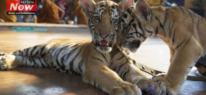 Тигриный храм в Таиланде вновь открыт