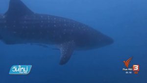 Китовая акула обнаружена в Таиланде