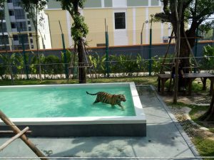 Тигровый зоопарк в Паттайе Tiger Park Pattaya