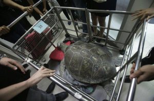 в Таиланде врачи нашли деньги в черепахе