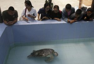 в Таиланде врачи нашли деньги в черепахе
