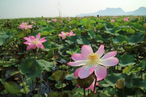Озеро священных лотосов в Таиланде