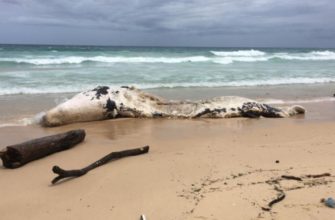 На пляж Пхукета выбросило тушу кита