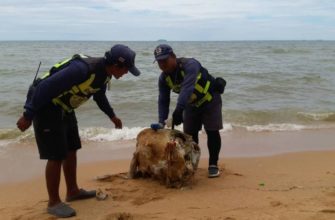 Мертвую черепаху выбросило на пляж Джомтьена