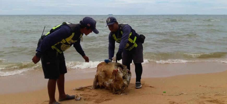 Мертвую черепаху выбросило на пляж Джомтьена