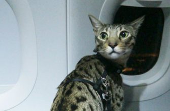 С кошкой в самолете - как мы летели в Таиланд