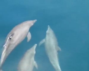 Дельфины в Таиланде