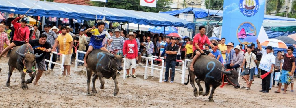 Гонки на буйволах в Таиланде