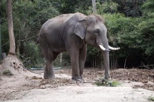 Слон в Паттайе убил гида и ранил двух туристов