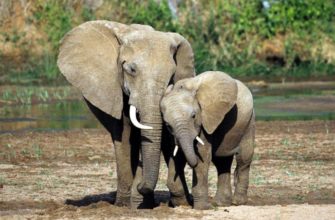 Беда со слонами в Таиланде