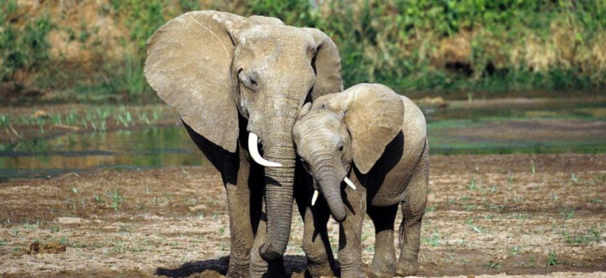 Беда со слонами в Таиланде