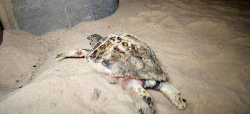В Таиланде на пляже находят мертвых черепах