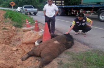 в Таиланде грузовик сбил азиатского черного медведя