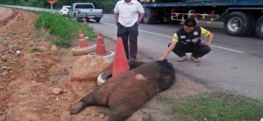 в Таиланде грузовик сбил азиатского черного медведя