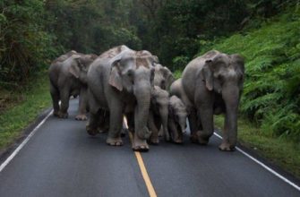Как себя вести при встрече с диким слоном в Таиланде