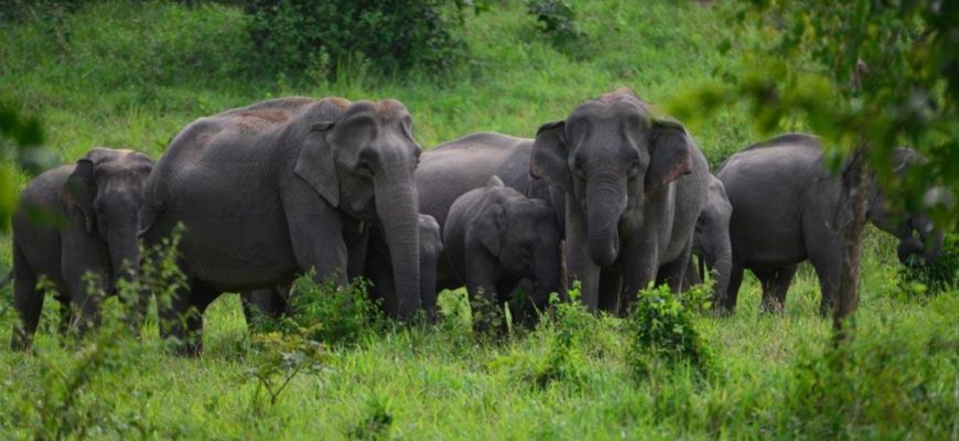 Дикие слоны затоптали насмерть двух грибников в Таиланде