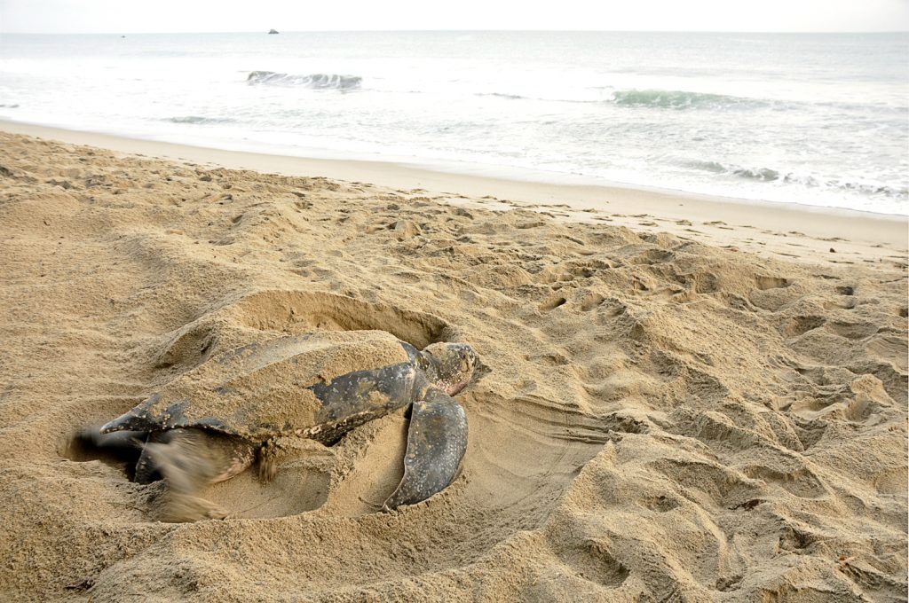Найди черепаху в Таиланде - получи денежное вознаграждение