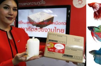 Почта Таиланда начинает доставку сиамских бойцовых рыбок