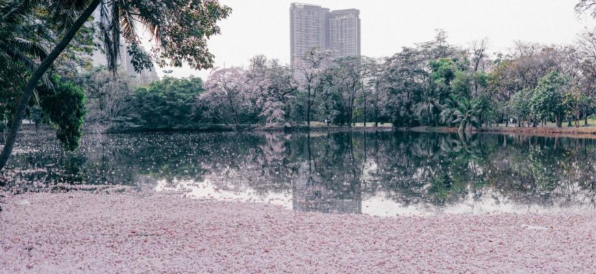 Бангкок в розовом цвету – в столице Таиланда зацвела Табебуйя розовая
