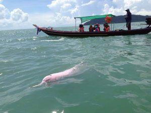 Розовые дельфины в Таиланде