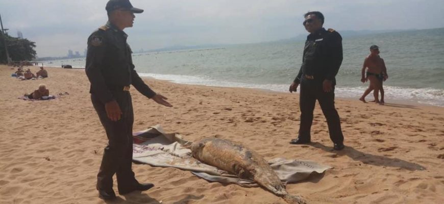 Труп дельфина выбросило на пляж Джомтьена в Паттайе