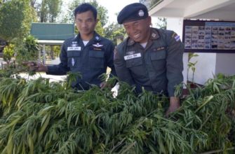 Легализация марихуаны в Таиланде - всё подробно