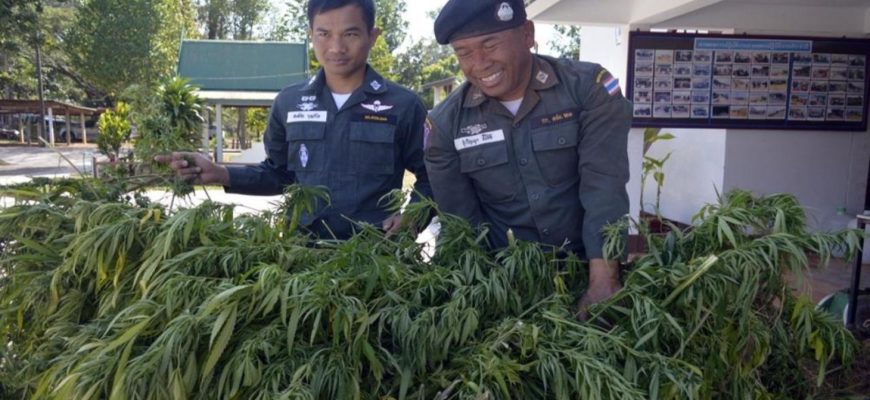 тайланд легальная марихуана