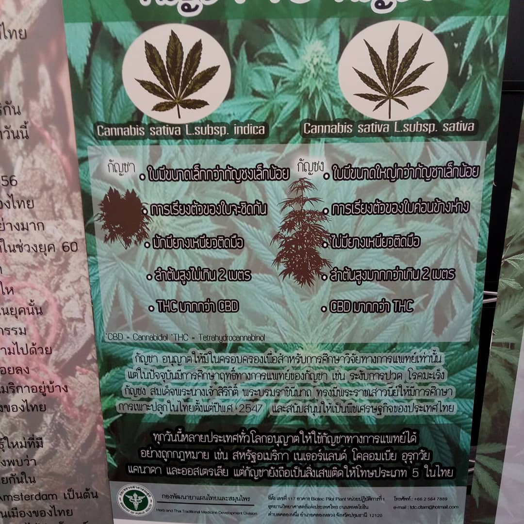 марихуана в бангкоке