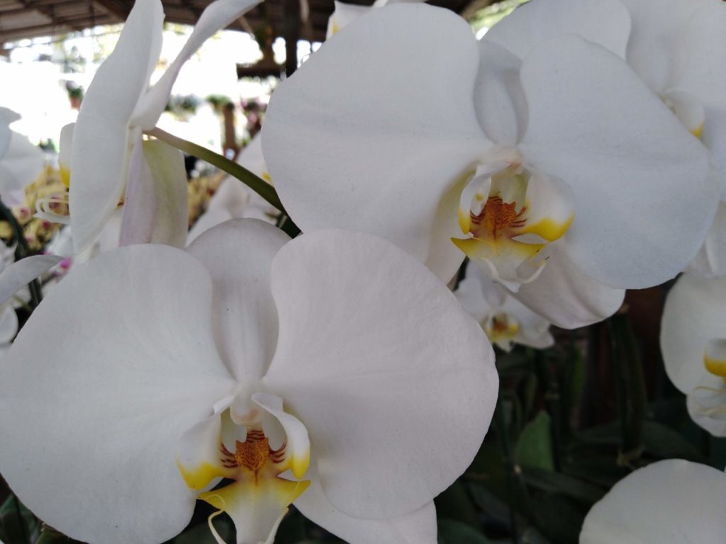 День рождения короля Орхидей в Таиланде
